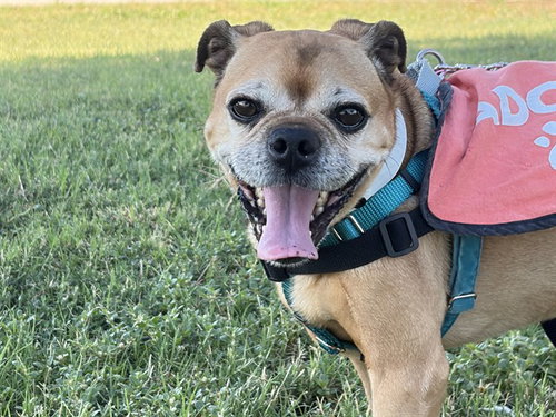 picture of the dog needing adoption