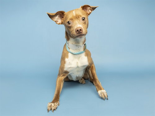 picture of the dog needing adoption