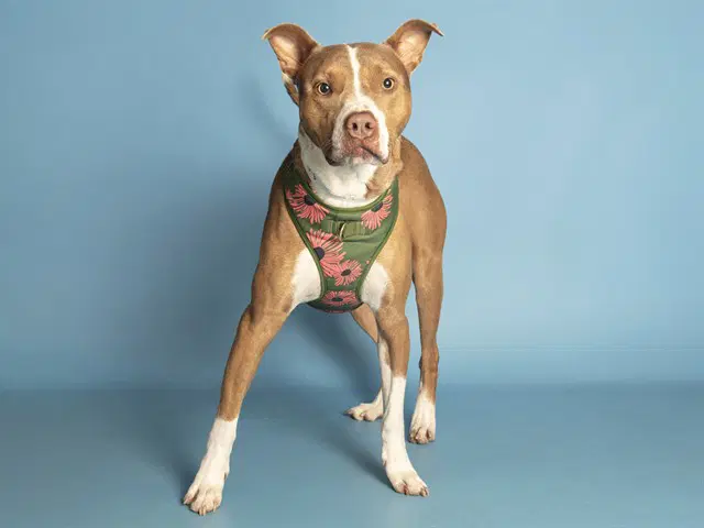 Louise - American Pit Bull Terrier