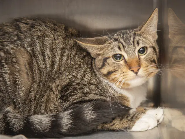 Berry - Domestic Short Hair