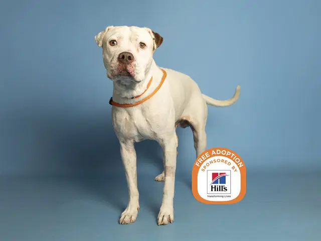 Titan - American Pit Bull Terrier