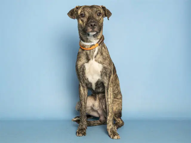 Otto - American Pit Bull Terrier