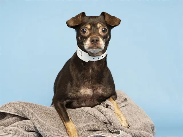 Lil Miss - Chihuahua