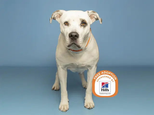 Zoey - American Pit Bull Terrier