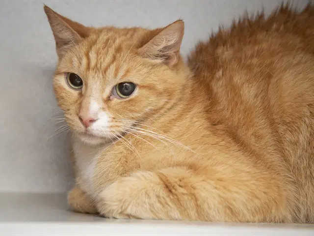 Leroy - Domestic Short Hair