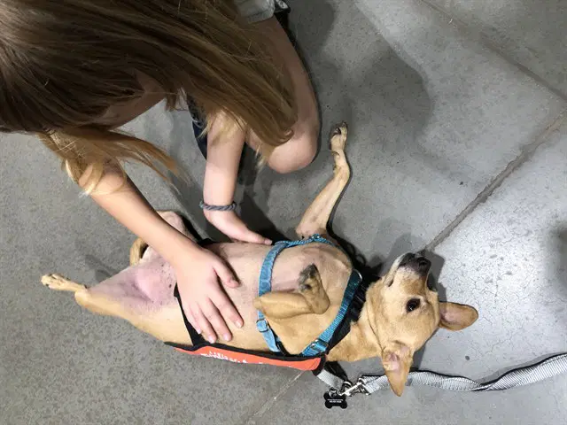 Colby - Chihuahua