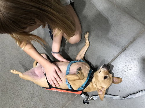 picture of the dog needing adoption