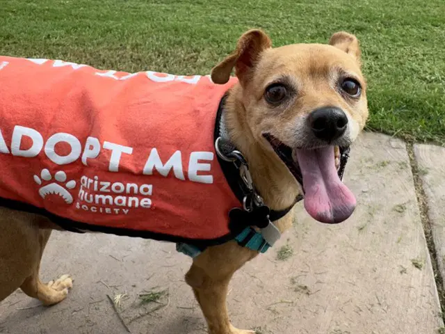 Colby - Chihuahua