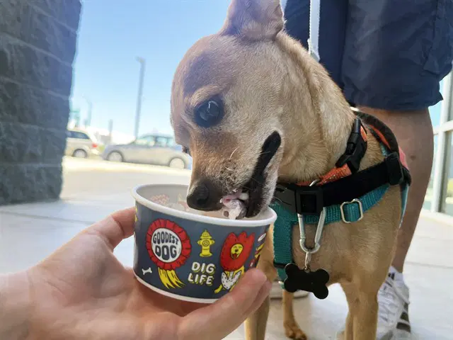 Colby - Chihuahua
