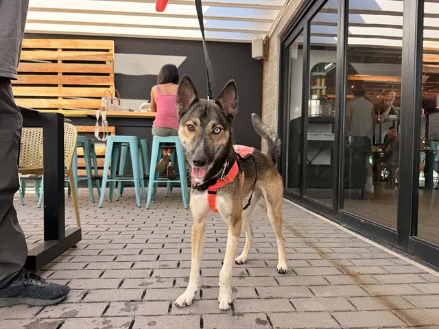 Hendrik - German Shepherd Dog