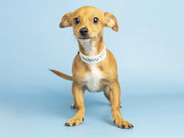 Fiona - Chihuahua