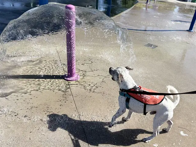 Benji - American Pit Bull Terrier