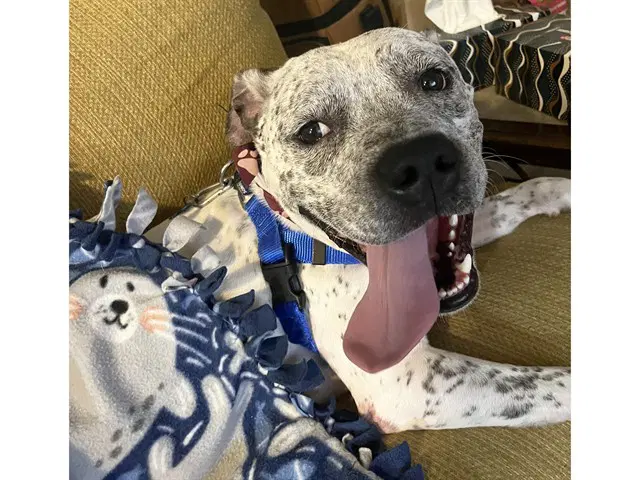 Benji - American Pit Bull Terrier