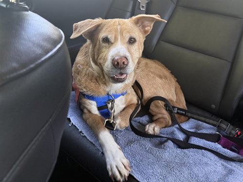picture of the dog needing adoption