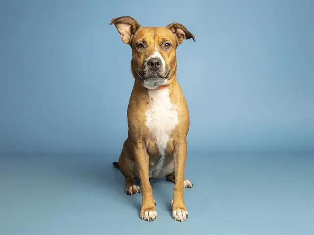 Sky - American Pit Bull Terrier