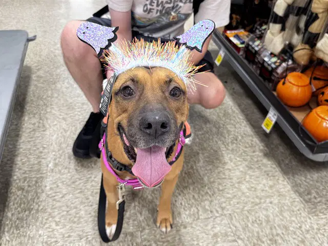 Stella - American Pit Bull Terrier