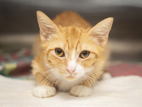 picture of the cat needing adoption