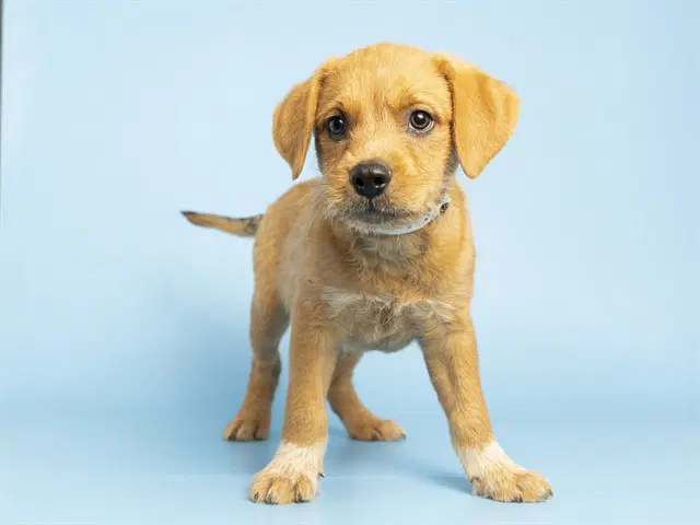 Monty - Golden Retriever