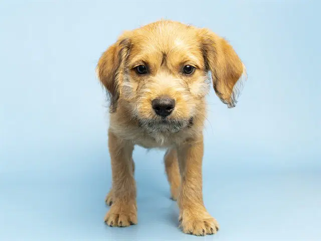 Winston - Golden Retriever