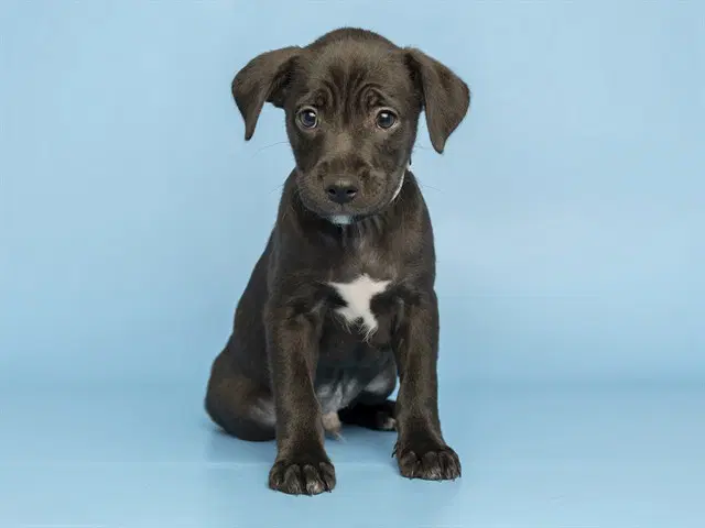 Willem - Labrador Retriever