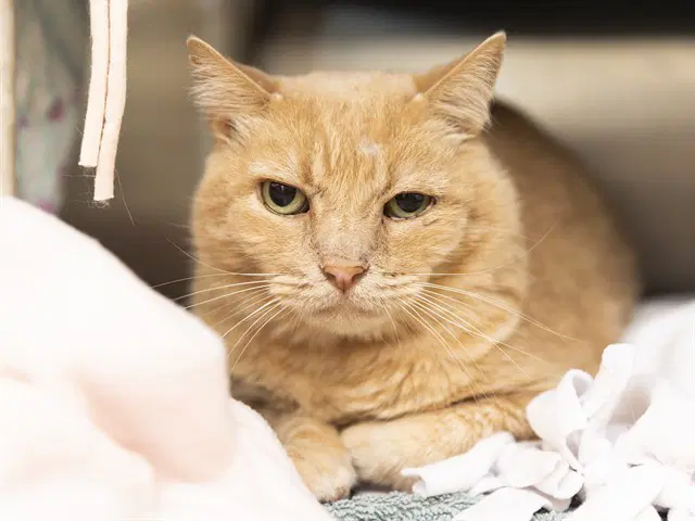 Phoebe - Domestic Short Hair