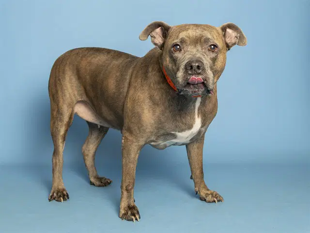 Sachi - American Pit Bull Terrier