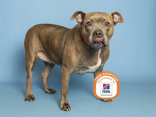 Sachi - American Pit Bull Terrier
