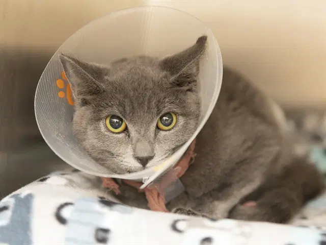 Kenny - Domestic Short Hair