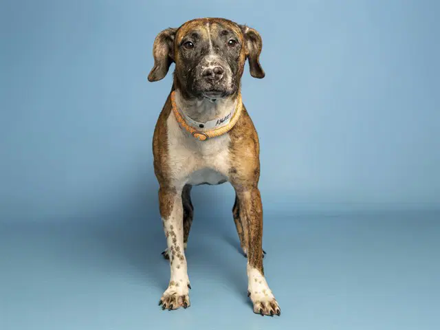 Socks - American Pit Bull Terrier