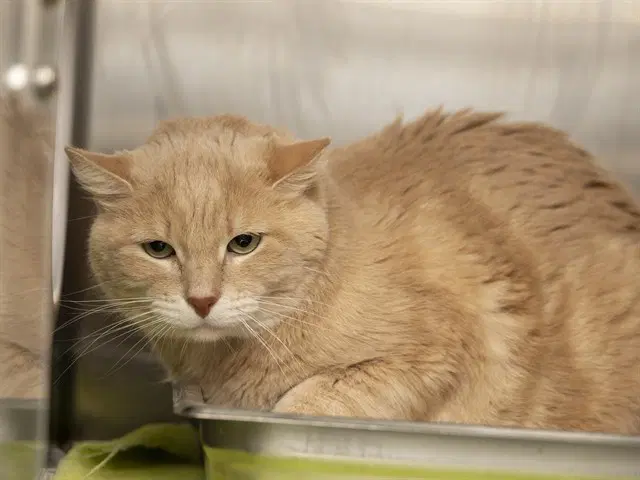 Rusty - Domestic Short Hair