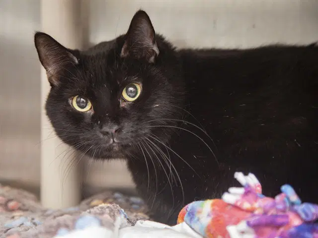 Tiger - Domestic Short Hair