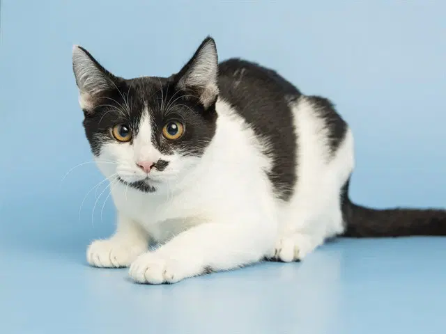 Ketchup - Domestic Short Hair