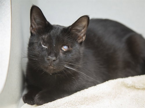 picture of the cat needing adoption
