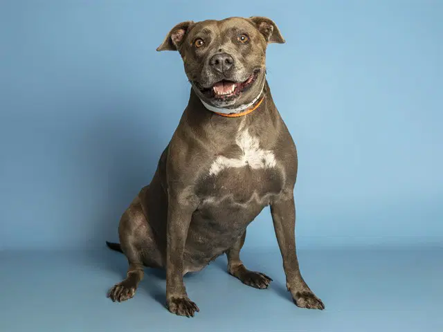 Sweetie - American Pit Bull Terrier