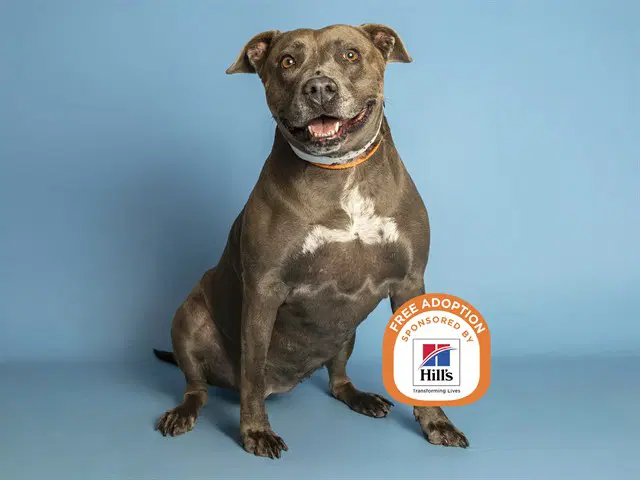 Sweetie - American Pit Bull Terrier
