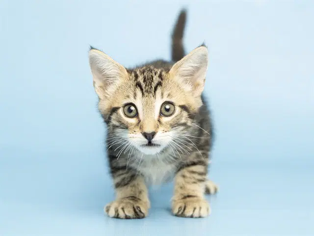 Romeo - Domestic Short Hair
