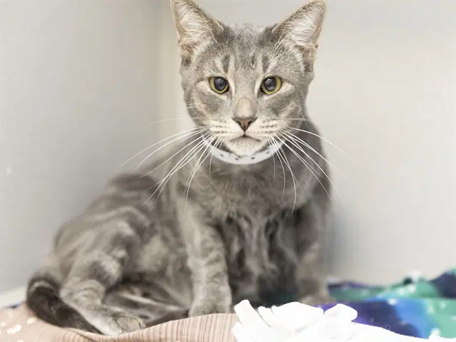 Ruby - Domestic Long Hair