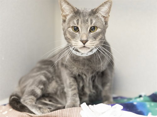 picture of the cat needing adoption