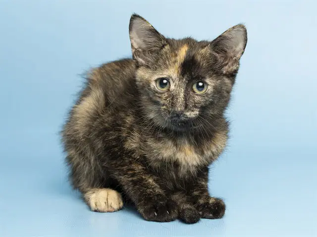 Euro - Domestic Short Hair