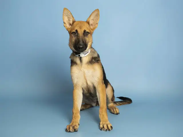 Sundae - German Shepherd Dog