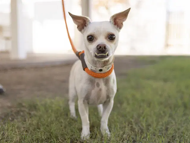 Lil Man - Chihuahua