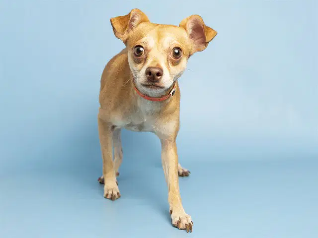 Elmo - Chihuahua