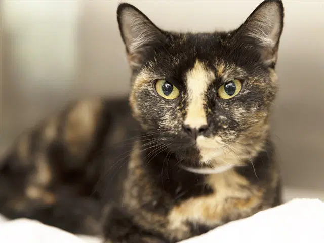 Pickles - Domestic Short Hair