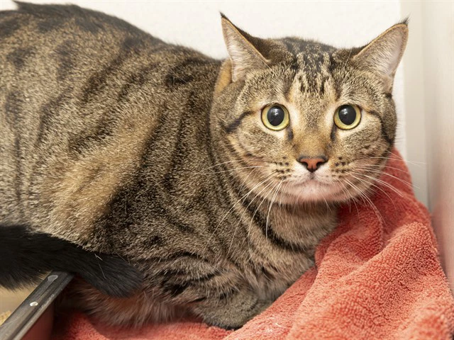 Tabby