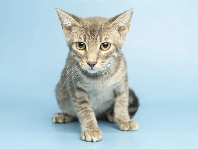 Ronnie - Domestic Short Hair