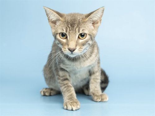 RONNIE, a cat for adoption from Arizona Humane Society - Campus for Compassion