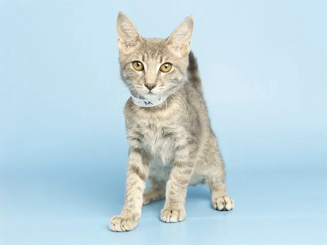 Eclipse - Domestic Short Hair
