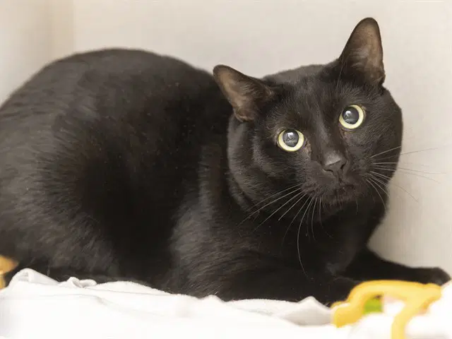 Howie - Domestic Short Hair