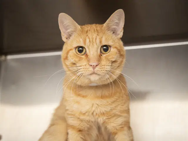 Fanta - Domestic Short Hair