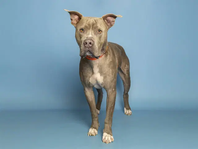 Batman - American Pit Bull Terrier